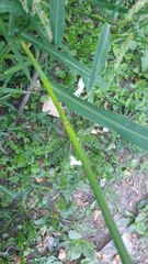 Echinochloa crus-galli