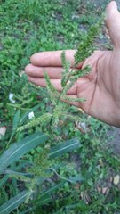 Echinochloa crus-galli