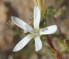 Wahlenbergia nodosa