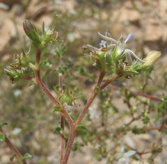 Wahlenbergia nodosa