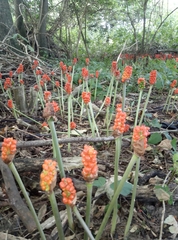 Arum cylindraceum