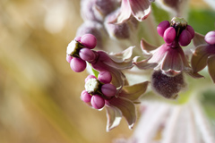 Asclepias californica