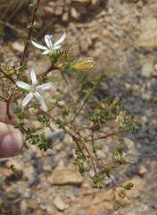 Wahlenbergia nodosa
