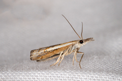 Ptochostola microphaeellus