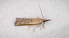 Ptochostola microphaeellus