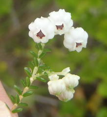Erica formosa