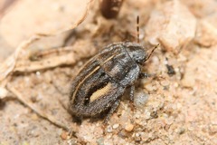 Odontoscelis lineola