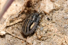 Odontoscelis lineola