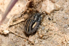 Odontoscelis lineola
