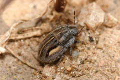 Odontoscelis lineola