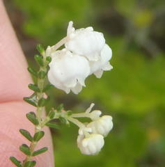 Erica formosa