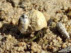 Clibanarius longitarsus