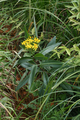 Senecio sarracenicus