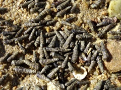 Batillaria zonalis
