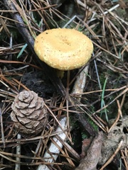Hygrophoropsis aurantiaca