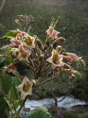 Nicotiana tomentosa
