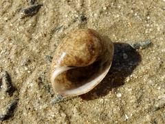 Bulla ampulla