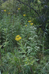 Senecio sarracenicus