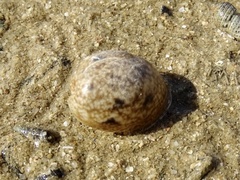 Bulla ampulla