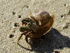 Clibanarius infraspinatus