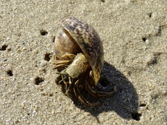 Clibanarius infraspinatus