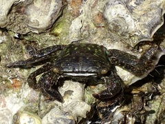 Metopograpsus quadridentatus
