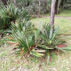 Pandanus rigidifolius