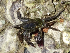 Metopograpsus quadridentatus