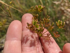 Peucedanum tauricum
