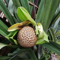 Pandanus rigidifolius
