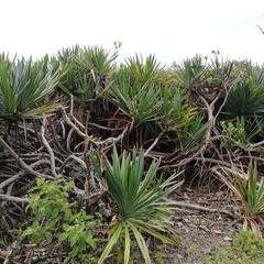 Pandanus rigidifolius