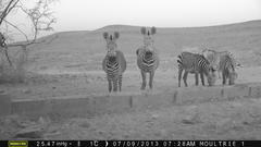 Equus zebra hartmannae