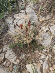 Hypericum linarioides