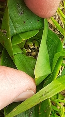 Colchicum eucomoides