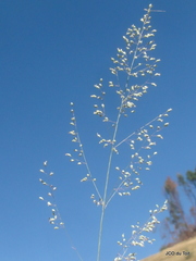 Trichanthecium natalense