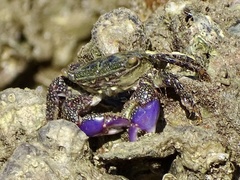 Metopograpsus frontalis