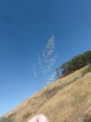 Trichanthecium natalense