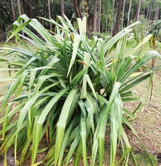 Pandanus glaucocephalus