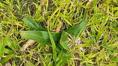Colchicum eucomoides