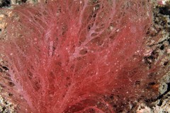 Hypnea