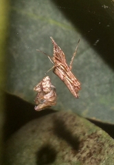 Rhomphaea urquharti