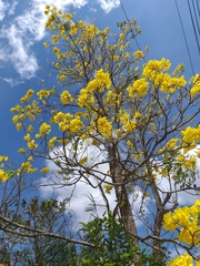 Handroanthus serratifolius