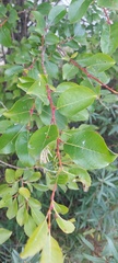 Salix taraikensis