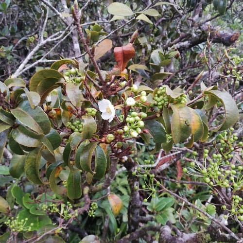 Ochna mauritiana