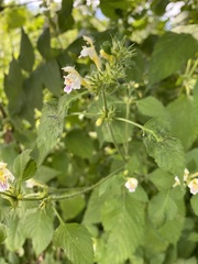 Galeopsis segetum