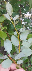 Salix taraikensis