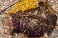 Temnopleurus alexandri