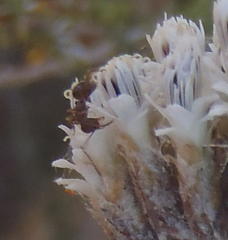 Anoplolepis steingroeveri