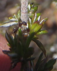 Anoplolepis steingroeveri