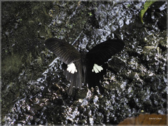 Papilio nephelus chaonulus